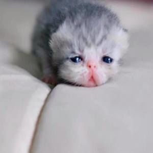 Meet your Posher, Daria